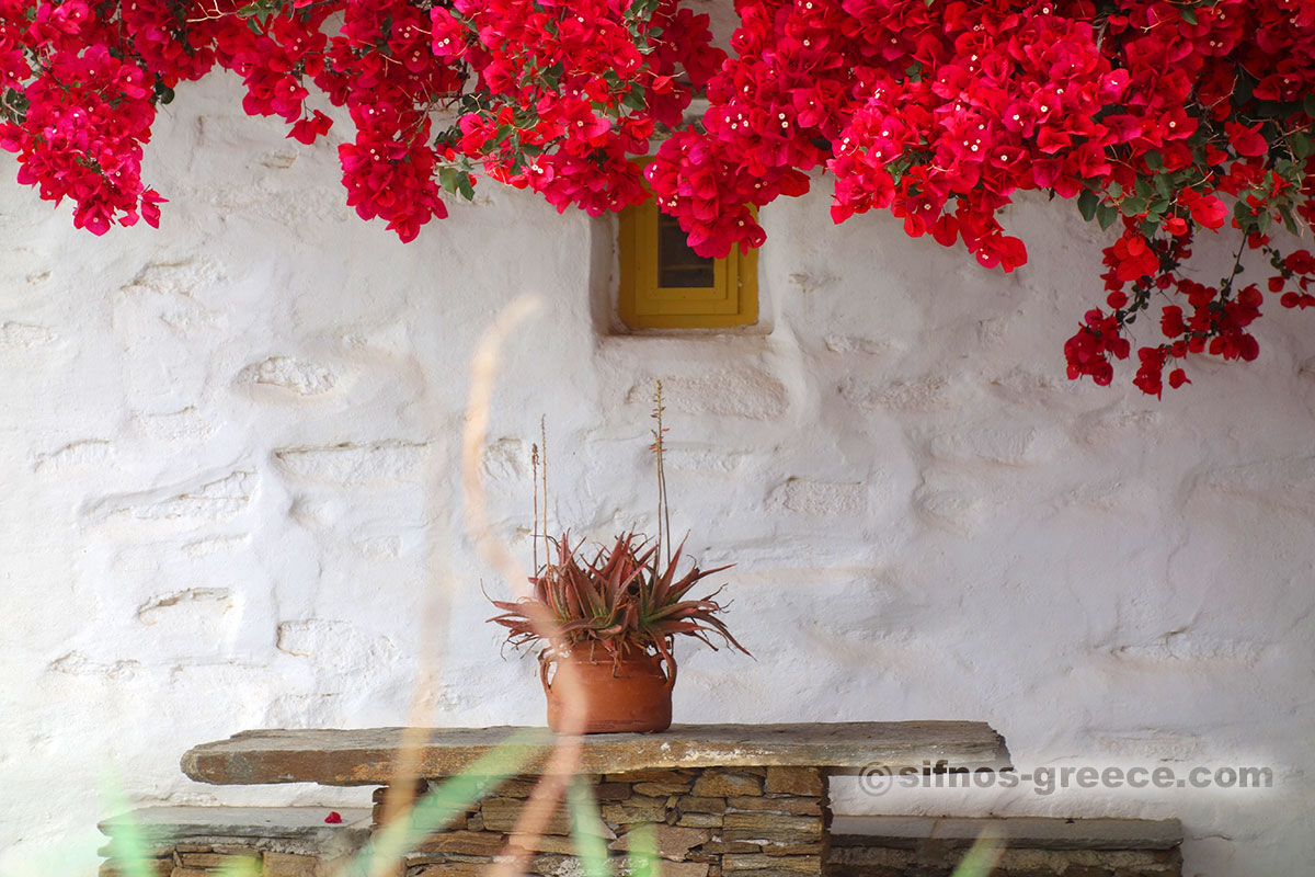 Ein Hof mit einer Bougainvillea in Artemonas